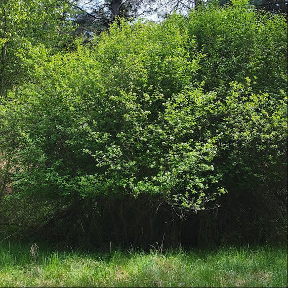 Green bush with trees in the background